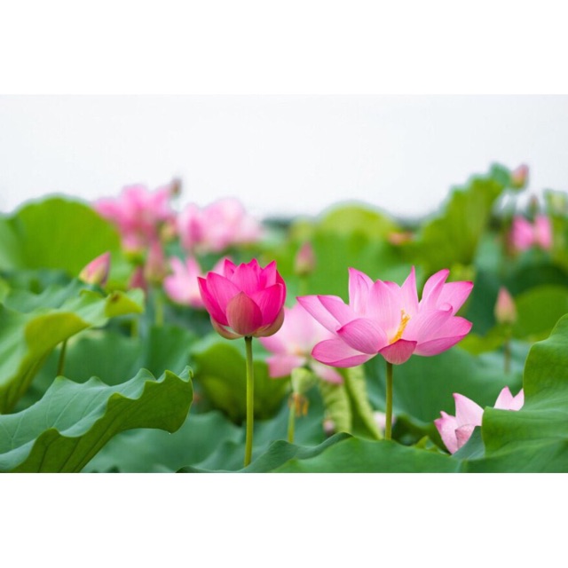 Hạt giống SEN LỚN  - Trong đầm gì đẹp bằng Sen