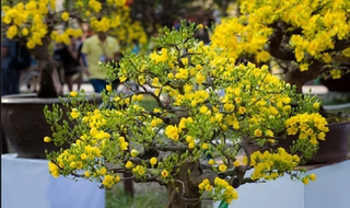(GIÁ SỐC) Mai Vàng Đại Lộc Bonsai Mini, cực đẹp giá rẻ