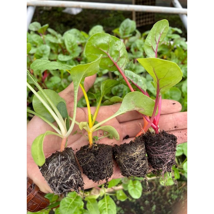 CB 10 CÂY GIỐNG CẢI CẦU VỒNG🌵SIZE6CM🌵CÂY GIỐNG ĐÀ LAT🌵THUẤN SỨ NÓNG🌵FREESHIP🌵1 ĐỔI 1