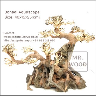 Lũa Bonsai Cành Nghiêng Cao 25 Dài 40- Xưởng Lũa Mr Wood