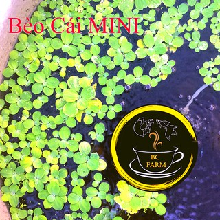 BÈO CÁI MINI - LỌC NƯỚC