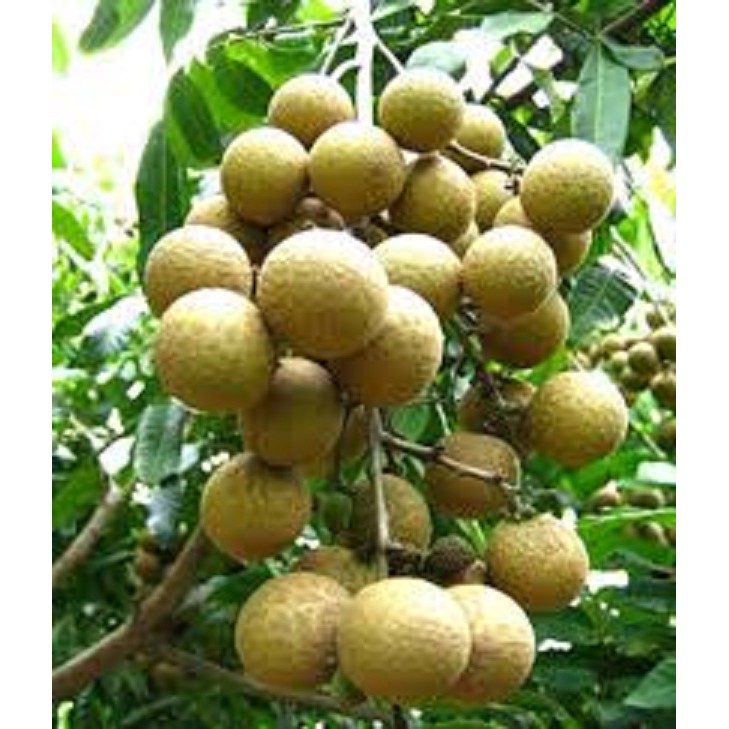 Cây thanh nhãn, hạt nhỏ, giống nhãn lùn, quả siêu ngọt, giá trị kinh tế cao, phù hợp mọi loại đất trồng khí hậu Việt Nam