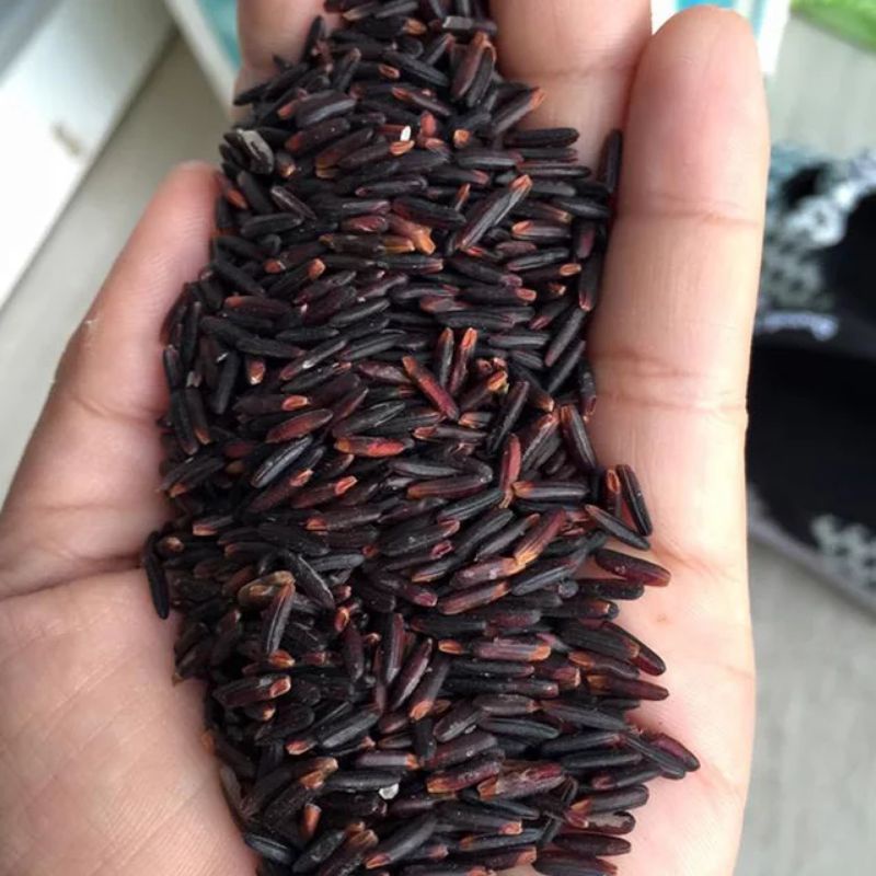 Hạt giống lúa nếp than đen túi 1kg