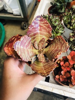 Sen đá GẤM