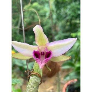 Phi điệp 5 cánh xanh phú thọ( ki ươm tự nhiên, cao 20cm, rễ khỏe)