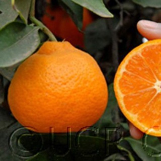 Cây quýt úc không hạt
