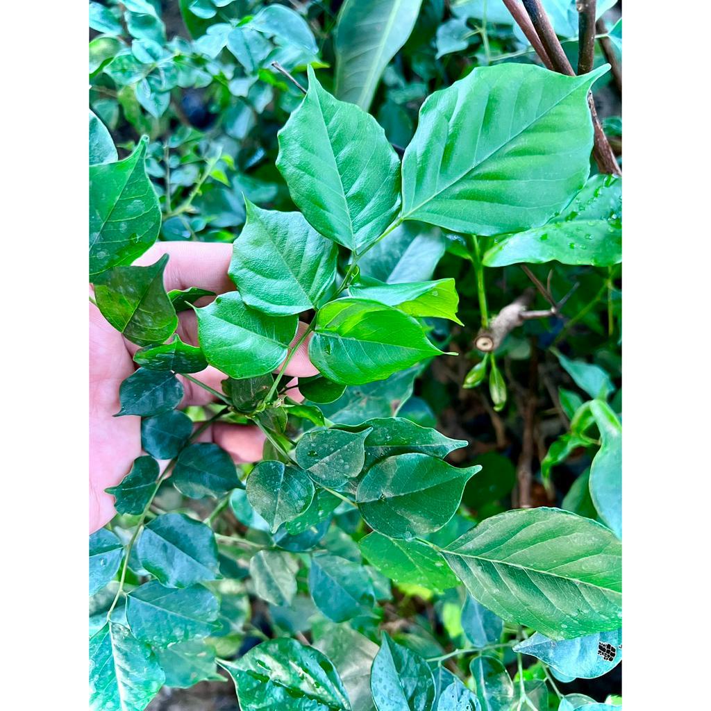 Cây giống dáng hương hay giáng hương - cây hoa, cây bóng mát, cây gỗ quý