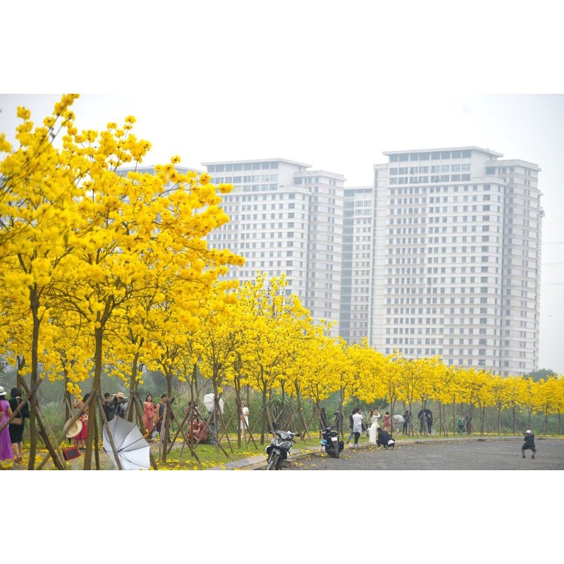 Hạt Giống Cây Hoa Phong Linh Vàng KNS14 - Gói 10 hạt