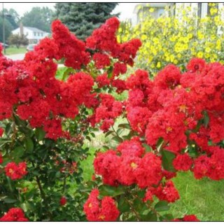 Cây giống Tường vi hoa đỏ chậu C10