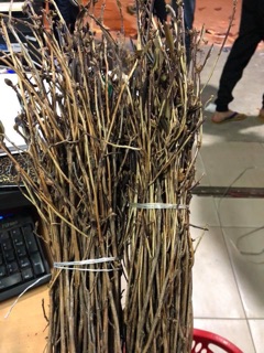 Hoa đỗ quyên