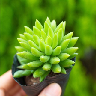 Sen đá chuỗi ngọc đứng - Vườn sen đá