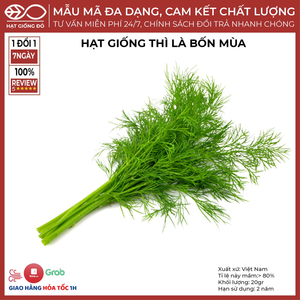 Hạt Giống Thì là bốn mùa (20gr) - Trồng quanh năm - Kháng bênh tốt mùi thơm dễ chịu