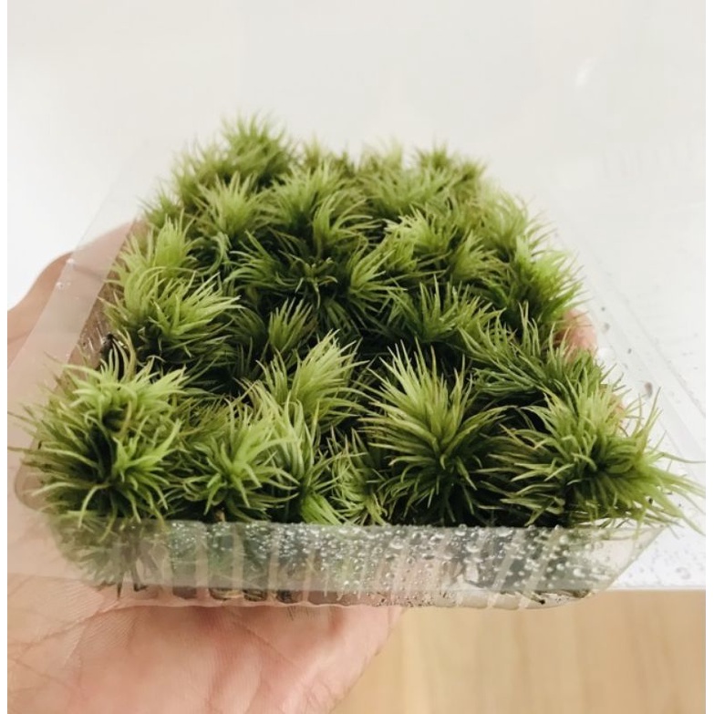 Rêu Giganteum hộp 10x15cm