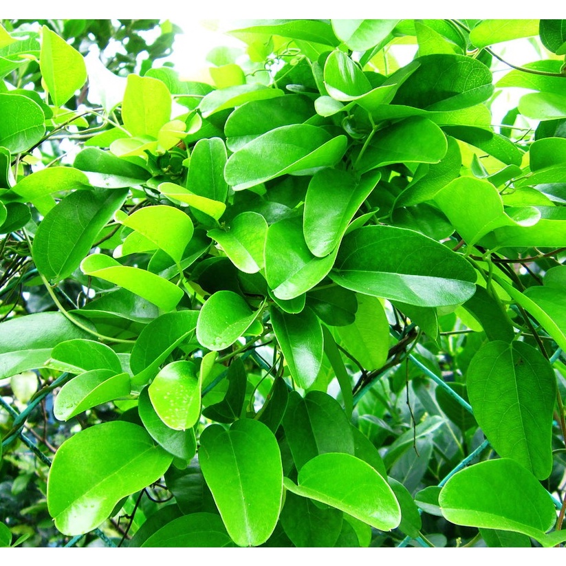 Hạt giống Sương Sâm Lông Trồng Quanh Năm, Dùng Làm Thạch - tặng kèm thuốc kích mầm ra rễ