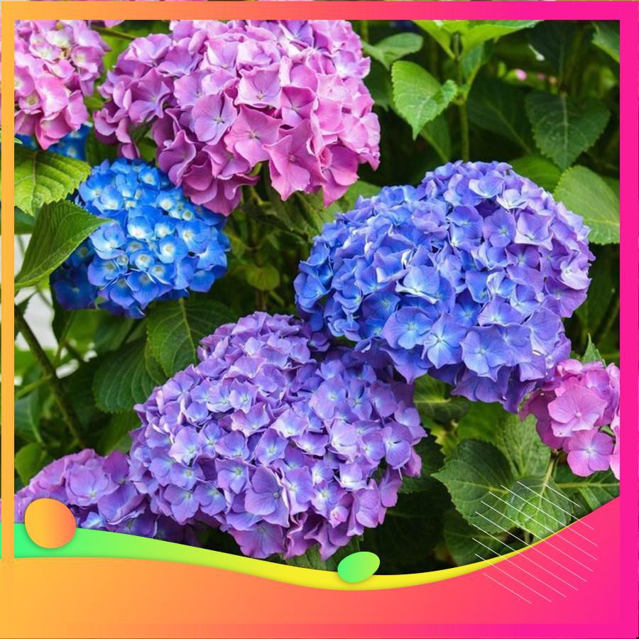 Hạt Giống Hoa Cẩm Tú Cầu Mix - 5 Hạt  VIETGAR