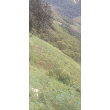 Tinh dầu sả chanh