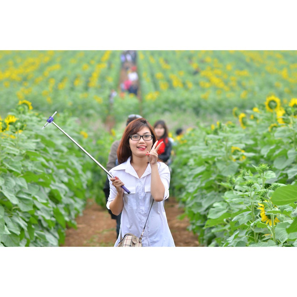 Bán buôn Hạt giống hoa hướng dương cao nhiều hoa bao đẹp