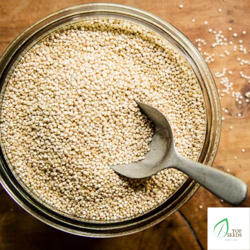 Hạt Diêm mạch trắng White Quinoa Absolute Organic 1kg
