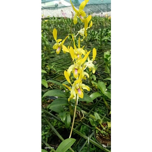 Hoa lan Dendro sing vàng cây trưởng thành sắp hoa