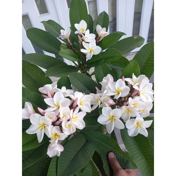 Cây sứ đại thái ,hoa thơm