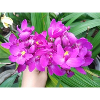 Cây hoa lan chu đỉnh hoa tết