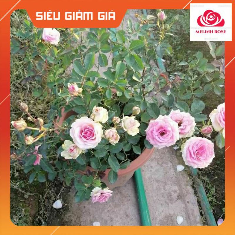 Hoa hồng ngoại Mini Eden rose – Hoa hồng Pháp vô cùng sai hoa-Vườn Hoa Melinhrose