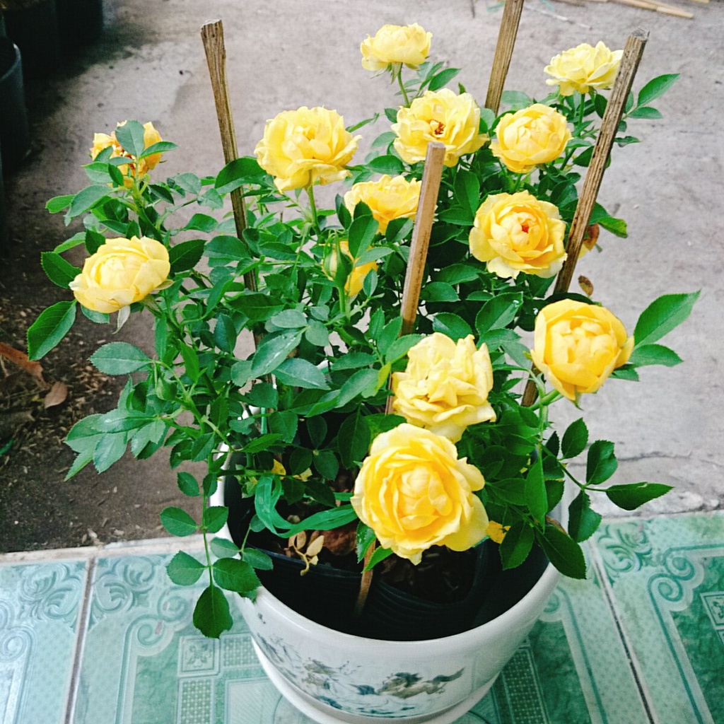 Cây Hoa Hồng Tỉ Muội Vàng - cây cảnh để bàn