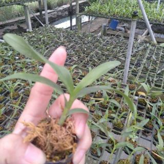 Dendro xuân cây giống