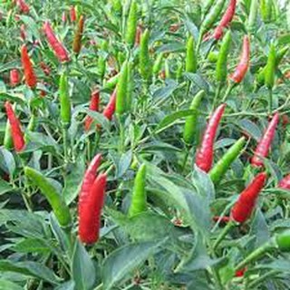 Deal 1k - gói 5 hạt giống ớt chỉ thiên