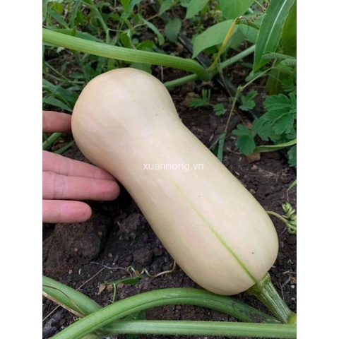 Hạt_Giống_Bí_Ngô_Mật_Butter 15 hạt ( tặng kèm kích mầm và phân bón )