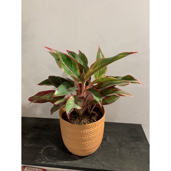 Cây vạn lộc (Aglaonema pink valentine)