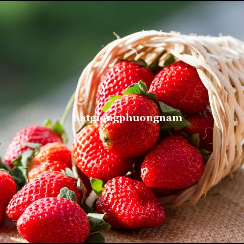 100H - HẠT GIỐNG DÂU TÂY ĐỎ nhập khẩu Đức