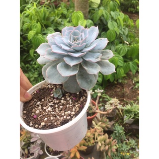 sen đá hồng phấn size đại