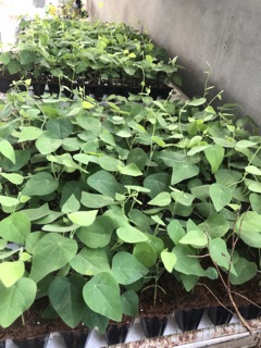 SƯƠNG SÂM LÔNG giống