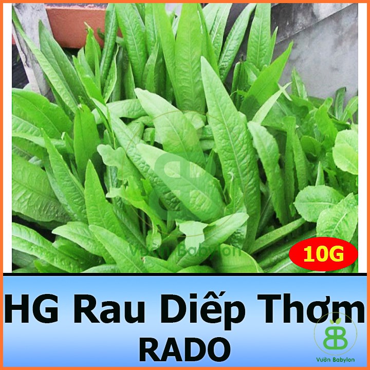 Hạt giống Xà Lách Lá Nhọn(Rau Diếp Thơm) 10G