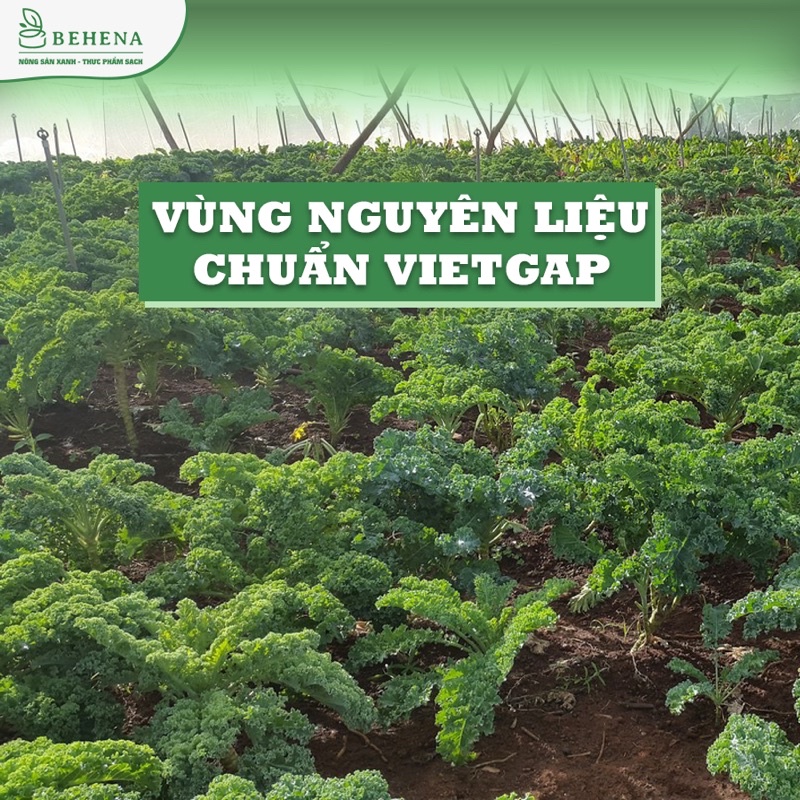 Bột cải Kale (cải xoăn) nguyên chất Behena 50gr