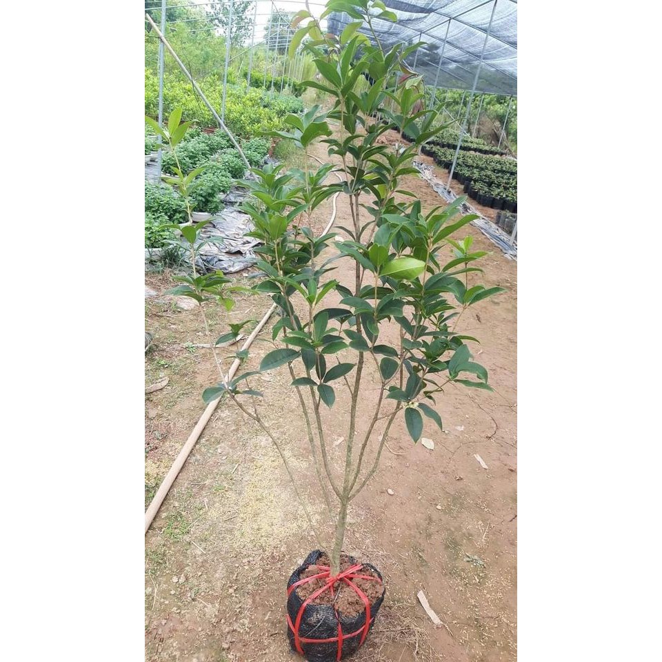 Cây hoa mộc hương hoa vàng cao đẹp 80cm