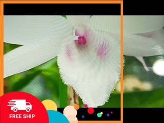 Lan phi điệp đột biến HỒNG K1 cây đẹp, cam kết chất lượng