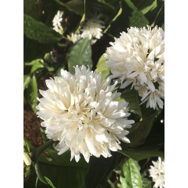 MẬT ONG HOA CÀ PHÊ NGUYÊN CHẤT 100%