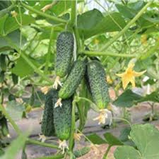 Hạt giống dưa chuột bao tử 30 hạt