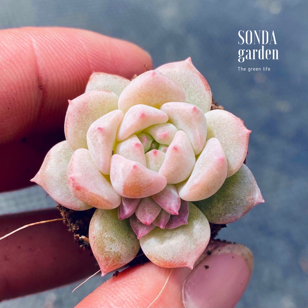 Sen đá dù hồng SONDA GARDEN size mini 2.5-4cm, xuất xứ Đà Lạt, khoẻ đẹp, lỗi 1 đổi 1