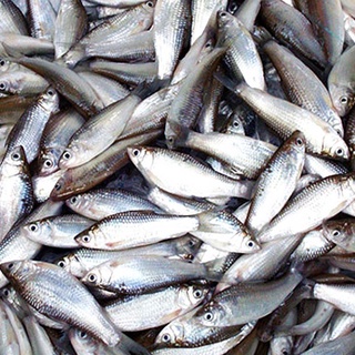 Phân đạm cá nước ngọt (30 lít)