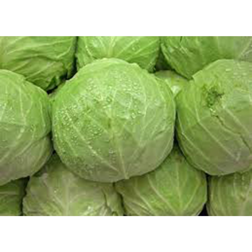 ( SIÊU HOT ) Hạt giống bắp cải chịu nhiệt 0.5gr