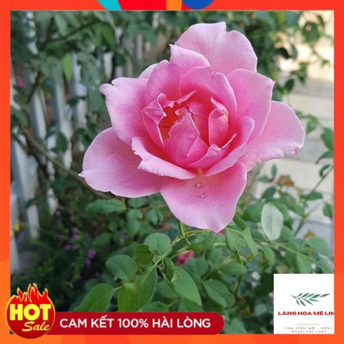 HOA HỒNG PHẤN NỮ HOÀNG- kháng chịu sâu bệnh tốt , sai hoa,lâu tàn.