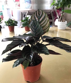 Cây đuôi công(đuôi phụng) tím