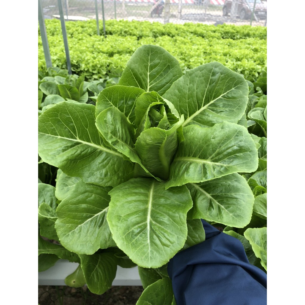 Hạt giống rau củ quả 4 mùa combo 5 loại rau xà lách thơm ngon - trồng chậu, vườn ban công dễ chăm sóc, tỷ lệ nảy mầm cao