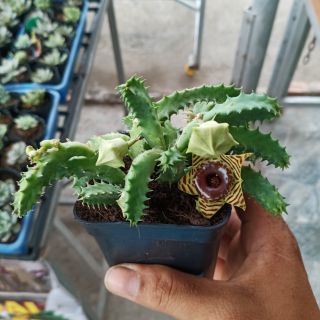 Xương rồng sao biển ( nguyên chậu)