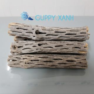 LŨA CHOLLA | ĐỒ CHƠI TÉP KIỂNG | DÁN RÁY. BUCEP. RÊU