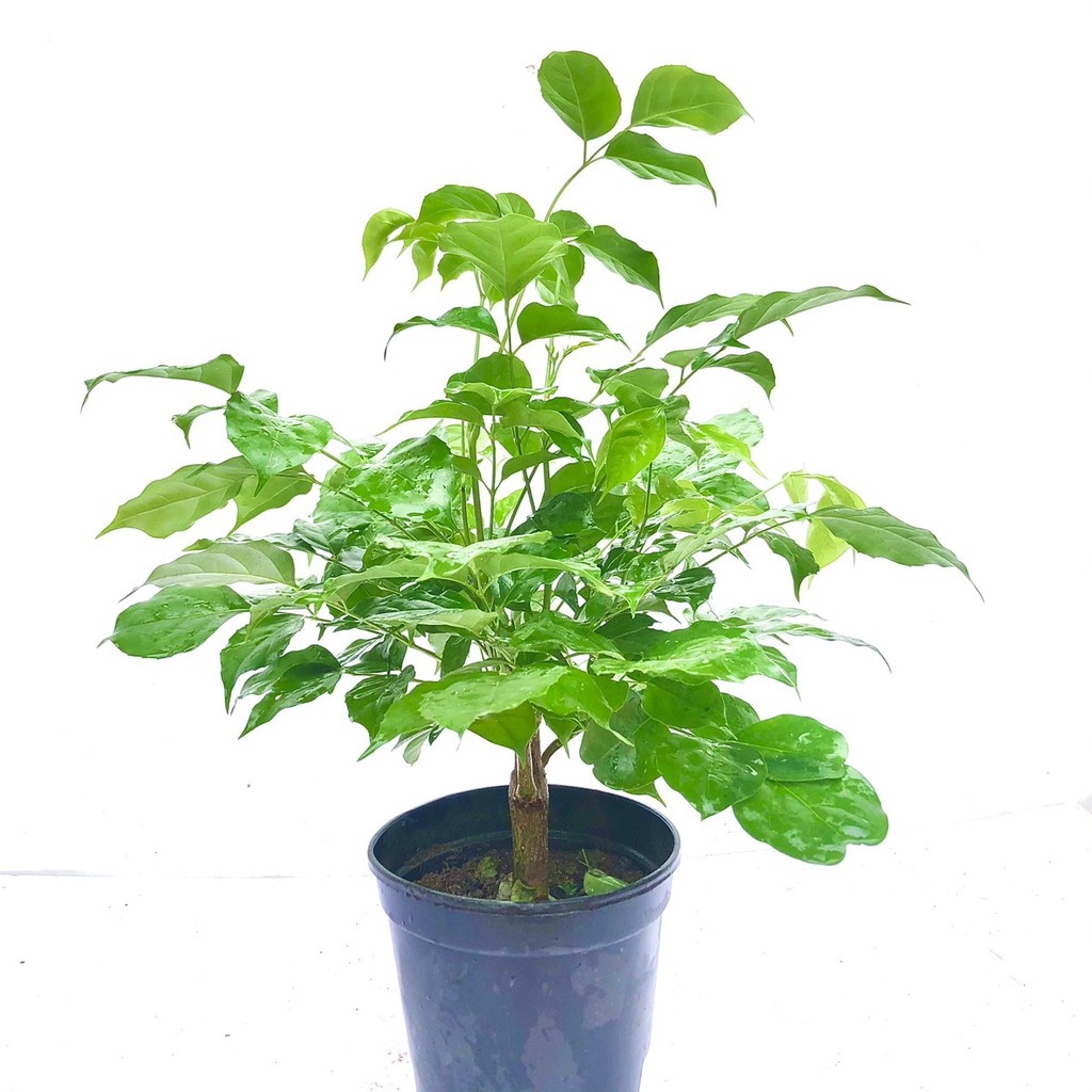 Cây hạnh phú - THẾ GIỚI HOA CÂY CẢNH - c cao 40 cm  - Cây phong thủy.