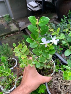 Siro đài loan